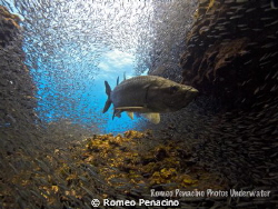 Tarpon hunting Silverside by Romeo Penacino 